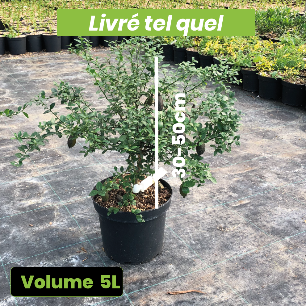 Microcitrus Australasica - Citron Caviar - Volume 5L / 30-50cm