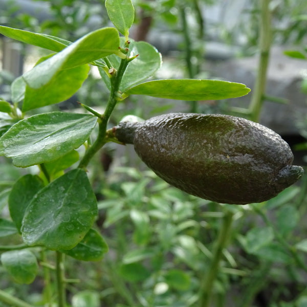 Microcitrus Australasica - Citron Caviar - Volume 5L / 30-50cm