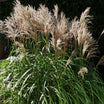 Miscanthus sinensis malepartus - Roseau de Chine - Volume 3L / 40-60cm