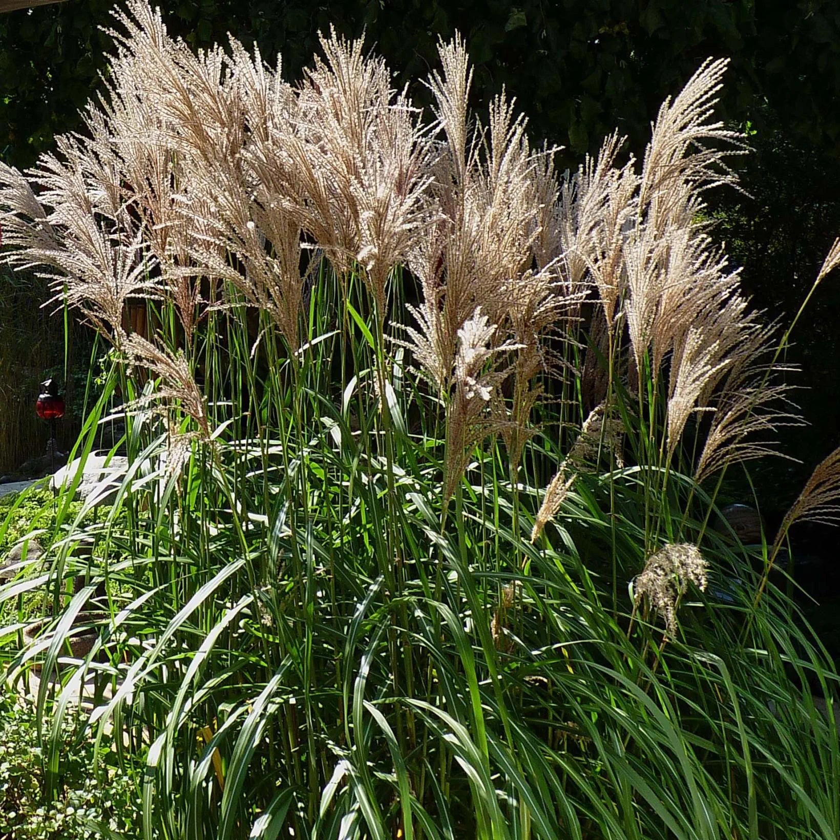 Miscanthus sinensis malepartus - Roseau de Chine - Volume 3L / 40-60cm