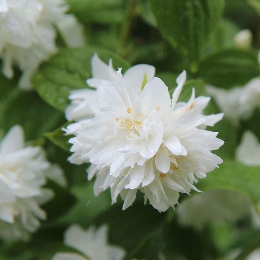 Philadelphus Virginalis Blanche - Seringat blanc - Volume 4L / 40-60cm