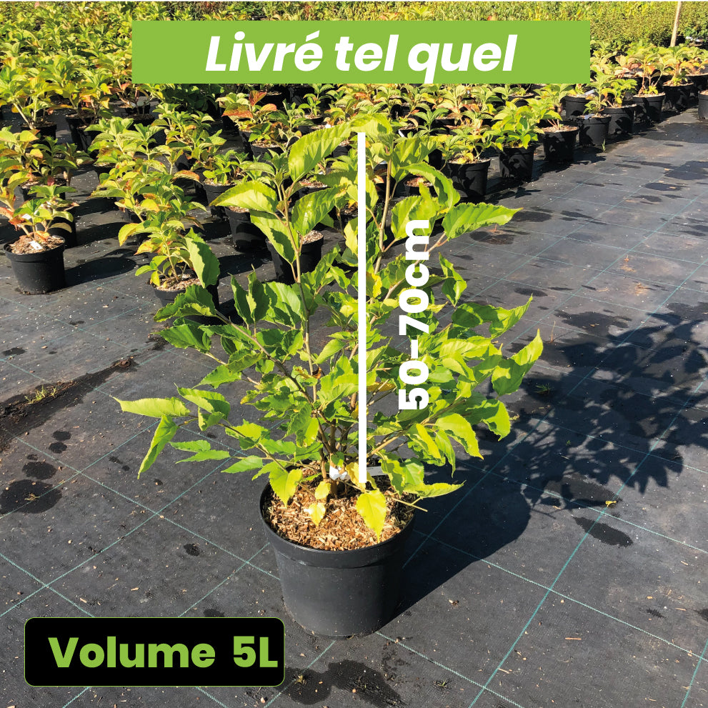 Morus Rotundiloba Mojo Berry - Mûrier nain Mojo Berry - Volume 5L / 50-70cm