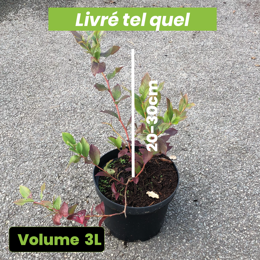 Vaccinium Corymbosum Blue Crop - Myrtillier Blue Crop - Volume 3L / 20-30cm