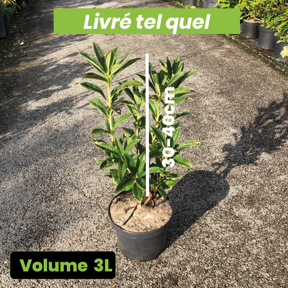 Azalea Mollis 'Nabucco' - Volume 3L / 30-40cm