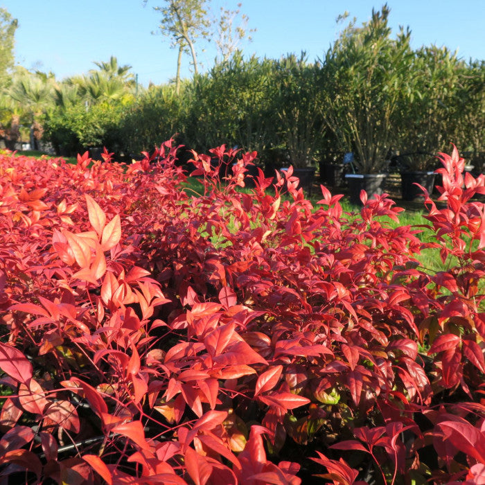 Nandina Domestica Blush Pink - Volume 3L / 40-60cm