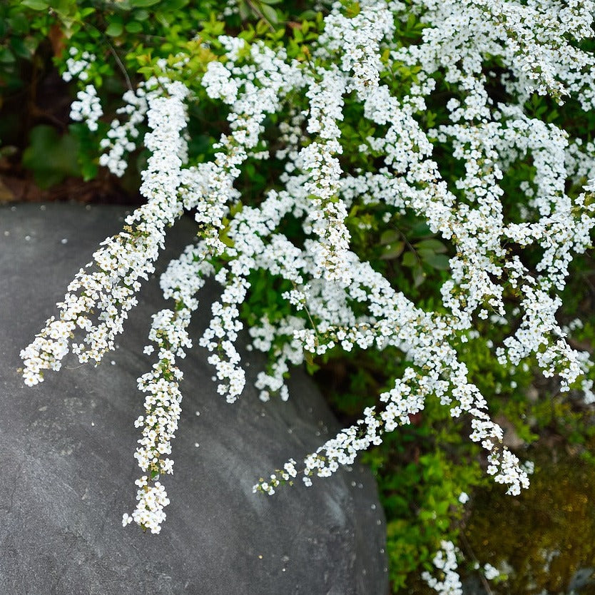 Spiraea Arguta blanche - Spirée dentelée - Volume 3L / 40-60cm