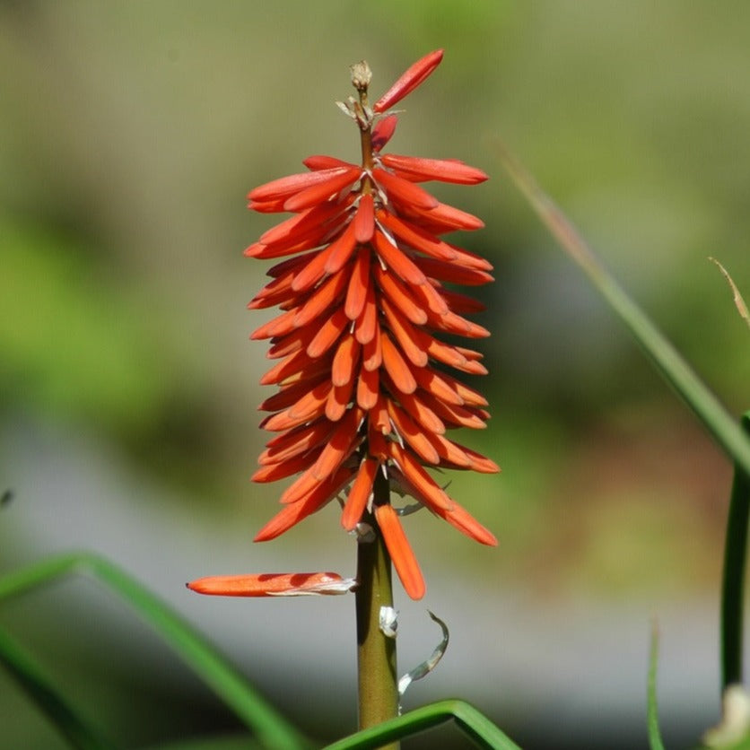 Kniphofia Poco Red - Tritoma rouge compact