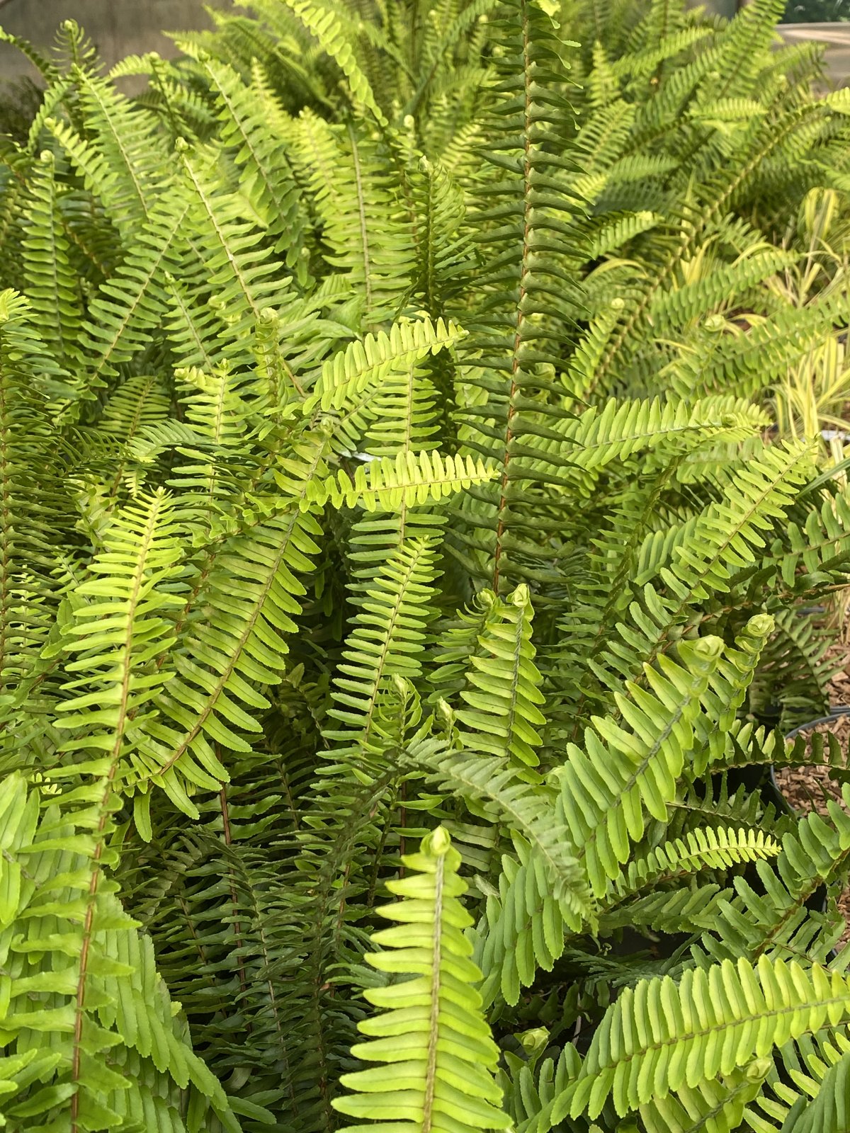 Nephrolepis Cordifolia, fougère de Boston rustique à la Pépinière de Penhouët