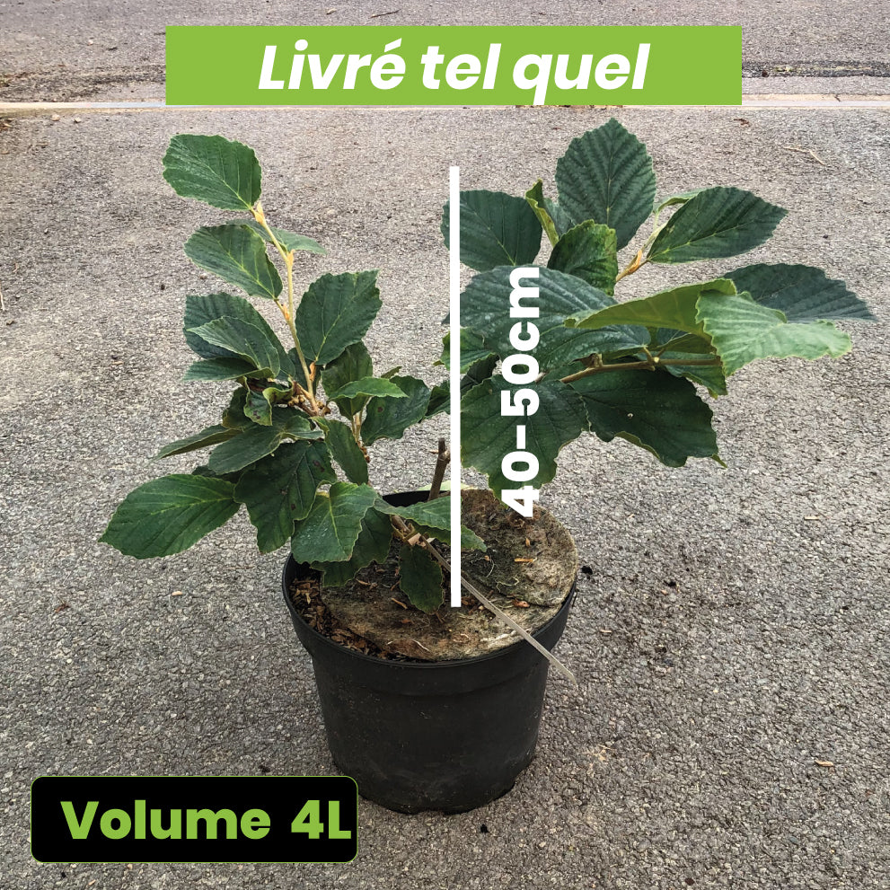 Hamamelis x Intermedia Diane - Noisetier de Sorcière - Volume 4L / 40-50cm