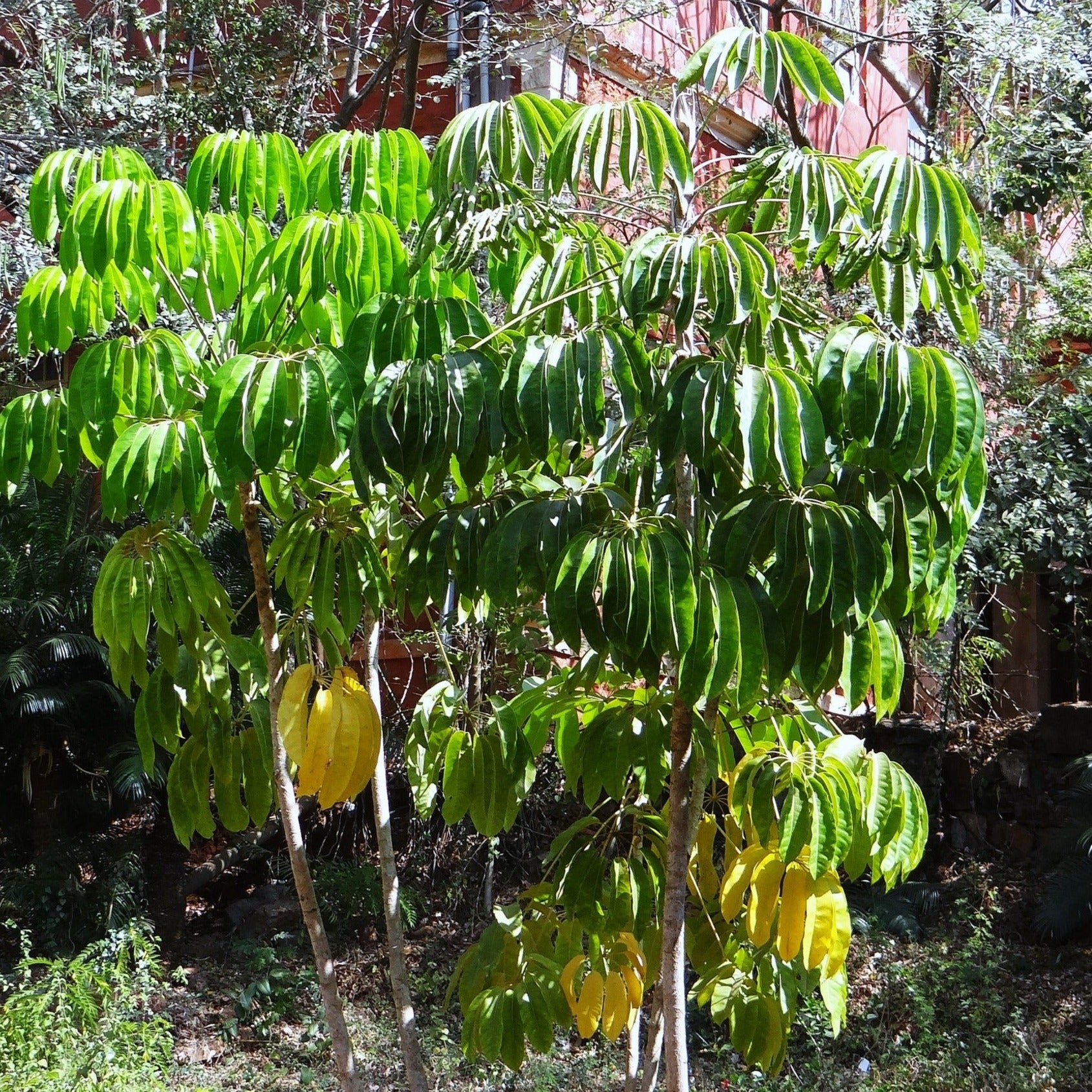 Schefflera Taiwaniana