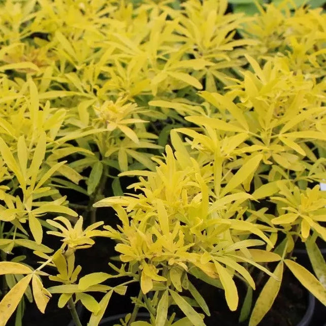 Choisya Ternata 'Gold Star' - Oranger du Mexique - Volume 3L / 30-40cm
