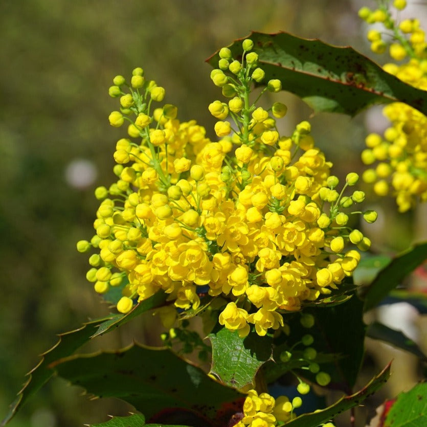 Mahonia Sinensis - Volume 3L / 40-60cm