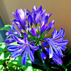 Agapanthus Brilliant Blue - Volume 3L / 20-30cm
