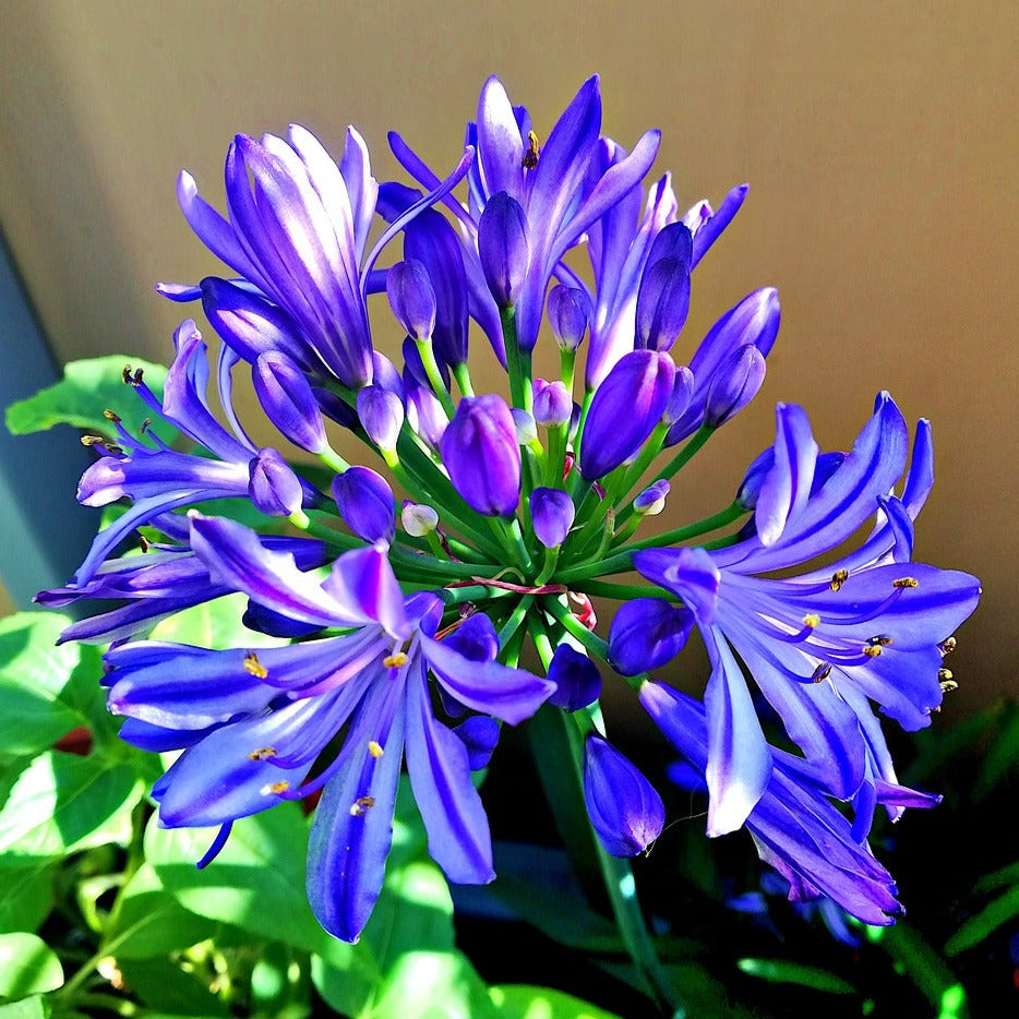 Agapanthus Brilliant Blue - Volume 3L / 20-30cm
