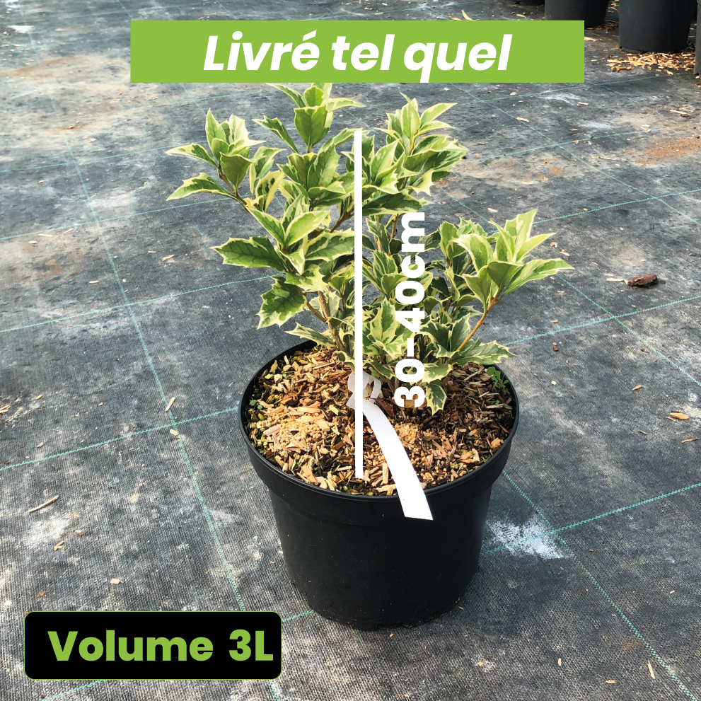 Osmanthus Heterophyllus Variegatus - Osmanthe Panaché - Volume 3L / 30-40cm