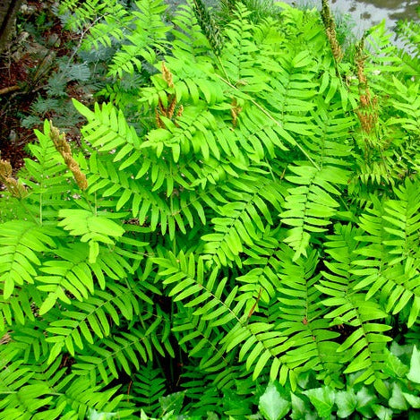 Fougère Osmunda Regalis - Volume 2L / 20-30cm