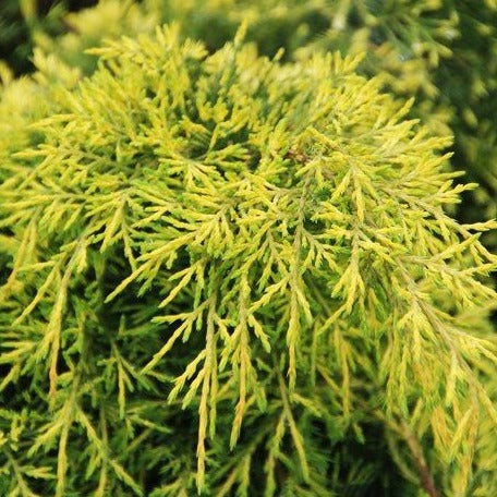 Juniperus Media old Gold - Genévrier - Volume 3L / 30-40cm