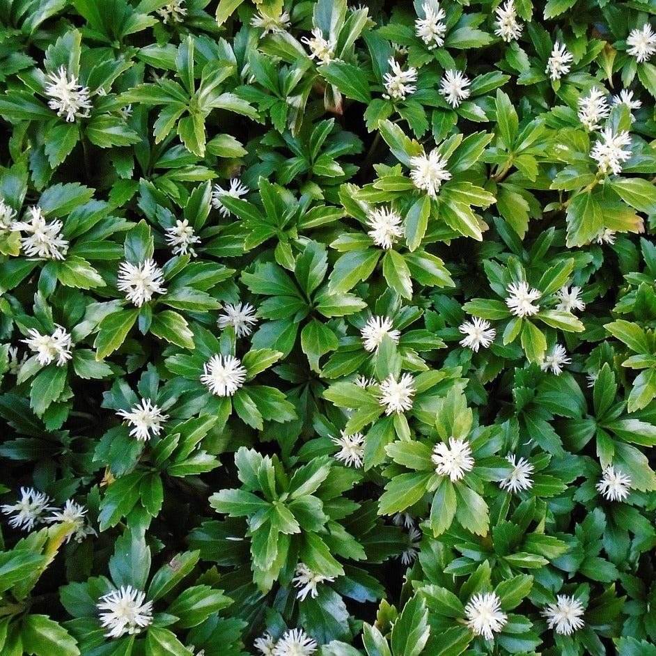 Pachysandra Terminalis Green Carpet - Volume 3L / 20-30cm