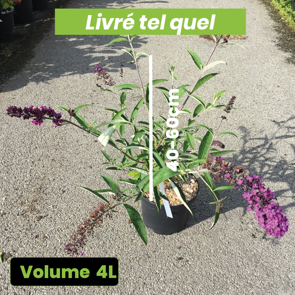 Buddleia Davidii Royal Red - Arbre aux Papillons Rouge - Volume 4L / 40-60cm