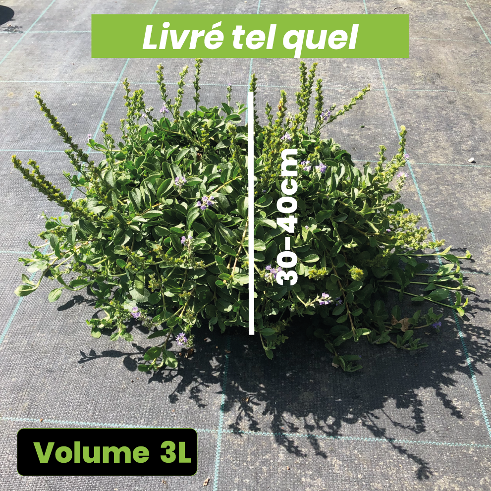 Parahebe Catarractae 'Blue Form' - Véronique rampante - Volume 3L / 30-40cm