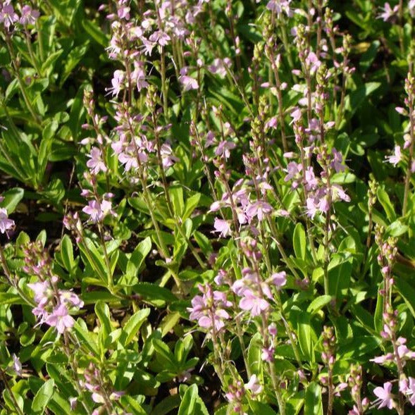 Parahebe "Kenty Pink' - Véronique rampante rose - Volume 3L / 30-40cm