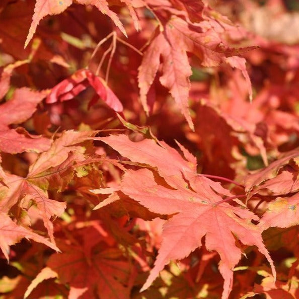 Acer Palmatum Reticulatum - Erable du Japon - Volume 3L / 30-50cm
