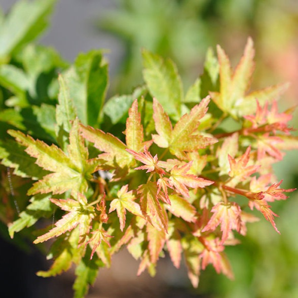 Acer Palmatum Koto Hime - Volume 3L / 40-60cm