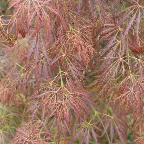 Acer Palmatum Dissectum Rubrifolium - Volume 3L / 20-30cm