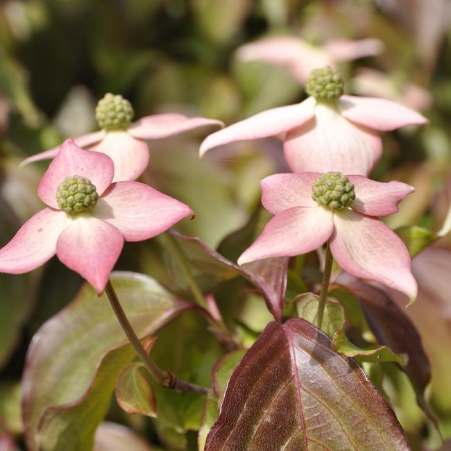 Cornus kousa Copacabana - Volume 4L / 30-50cm