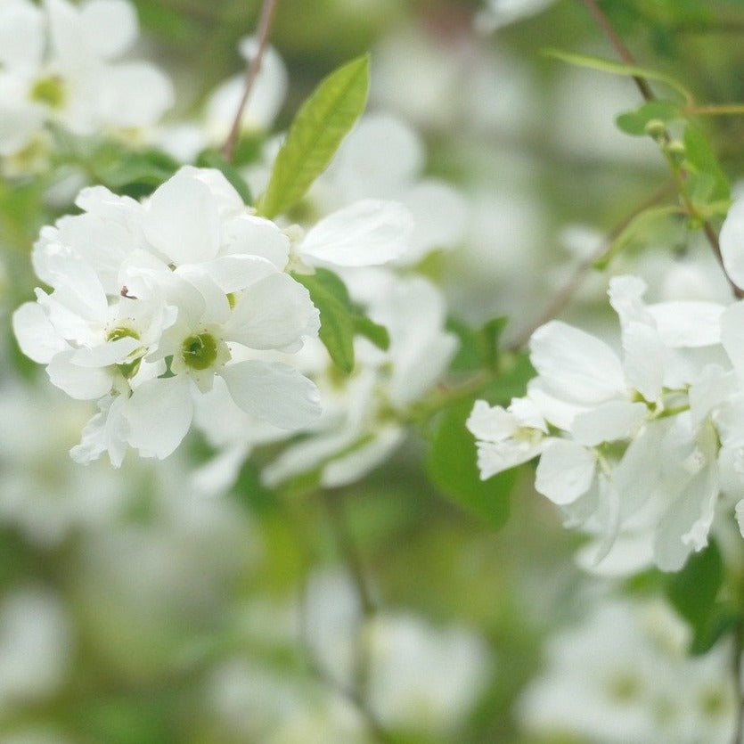Exochorda Racemosa Niagara - Volume 3L / 20-40cm