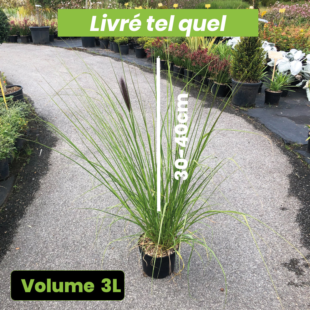 Pennisetum Alopecuroides Red Head - Herbe aux Écouvillons