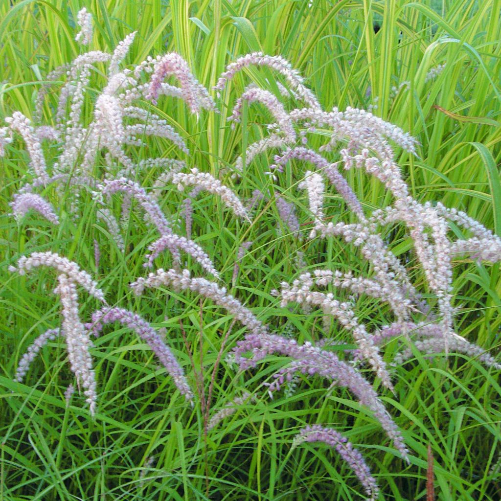Pennisetum orientalis tall tails - Volume 3L / 40-60cm