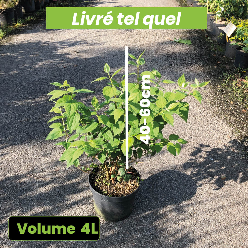 Philadelphus Virginalis Blanche - Seringat blanc - Volume 4L / 40-60cm