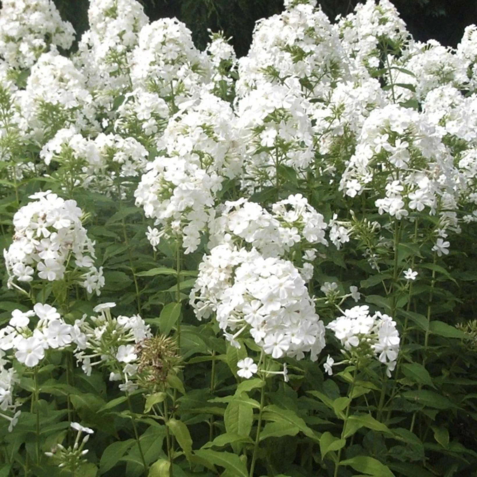 Phlox Paniculata Fujiyama - Volume 3L / 20-30cm