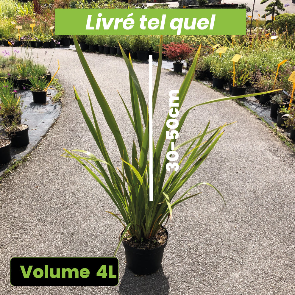 Phormium Tenax - Lin de Nouvelle-Zélande - Volume 4L / 30-50cm