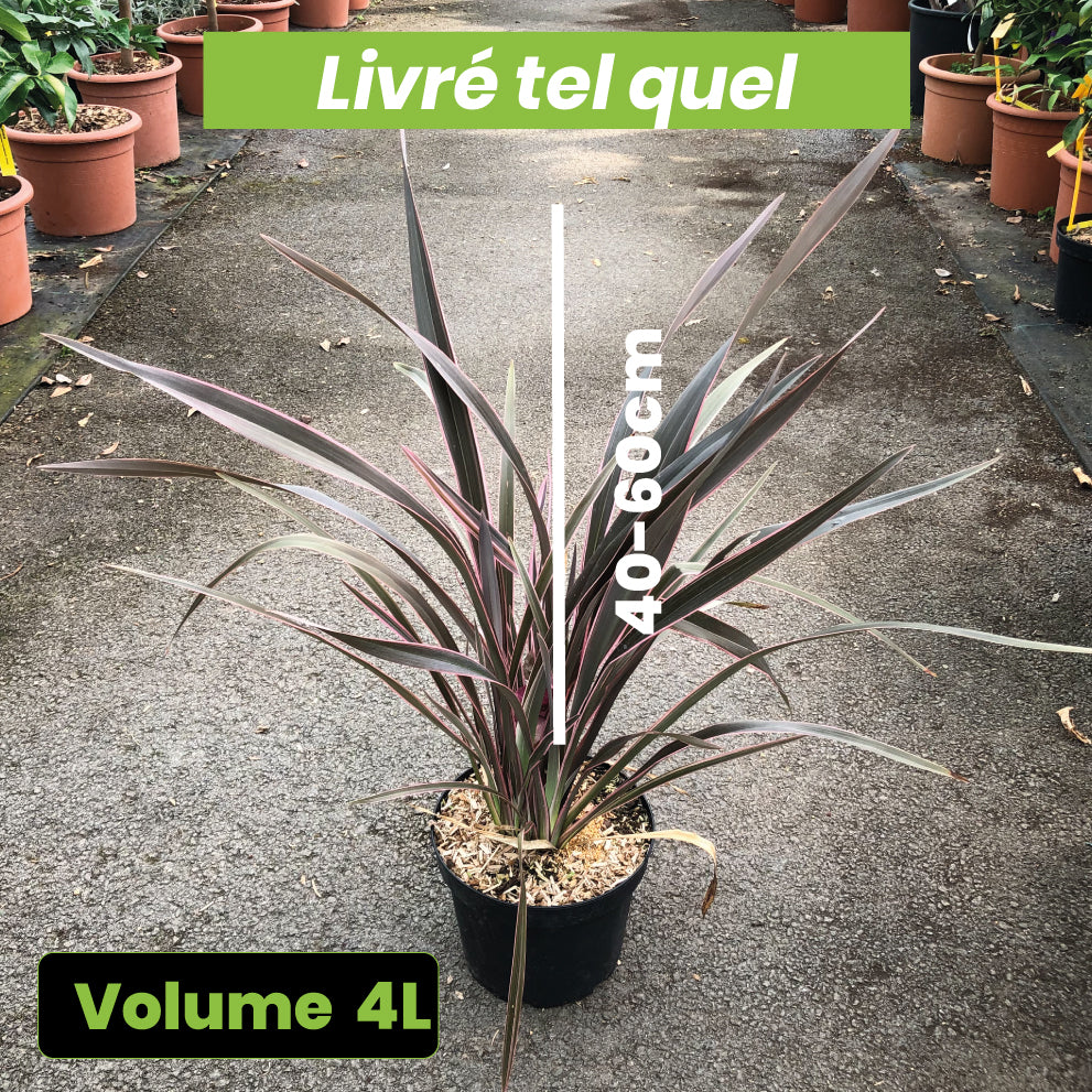Phormium Pink Stripe - Lin de Nouvelle-Zélande - Volume 4L / 40-60cm