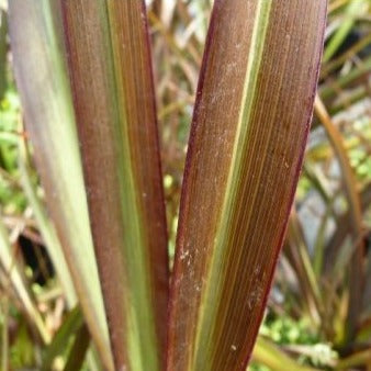 Phormium surfer bronze - Volume 3L / 30-40cm