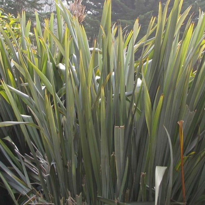 Phormium Tenax - Lin de Nouvelle-Zélande - Volume 4L / 30-50cm