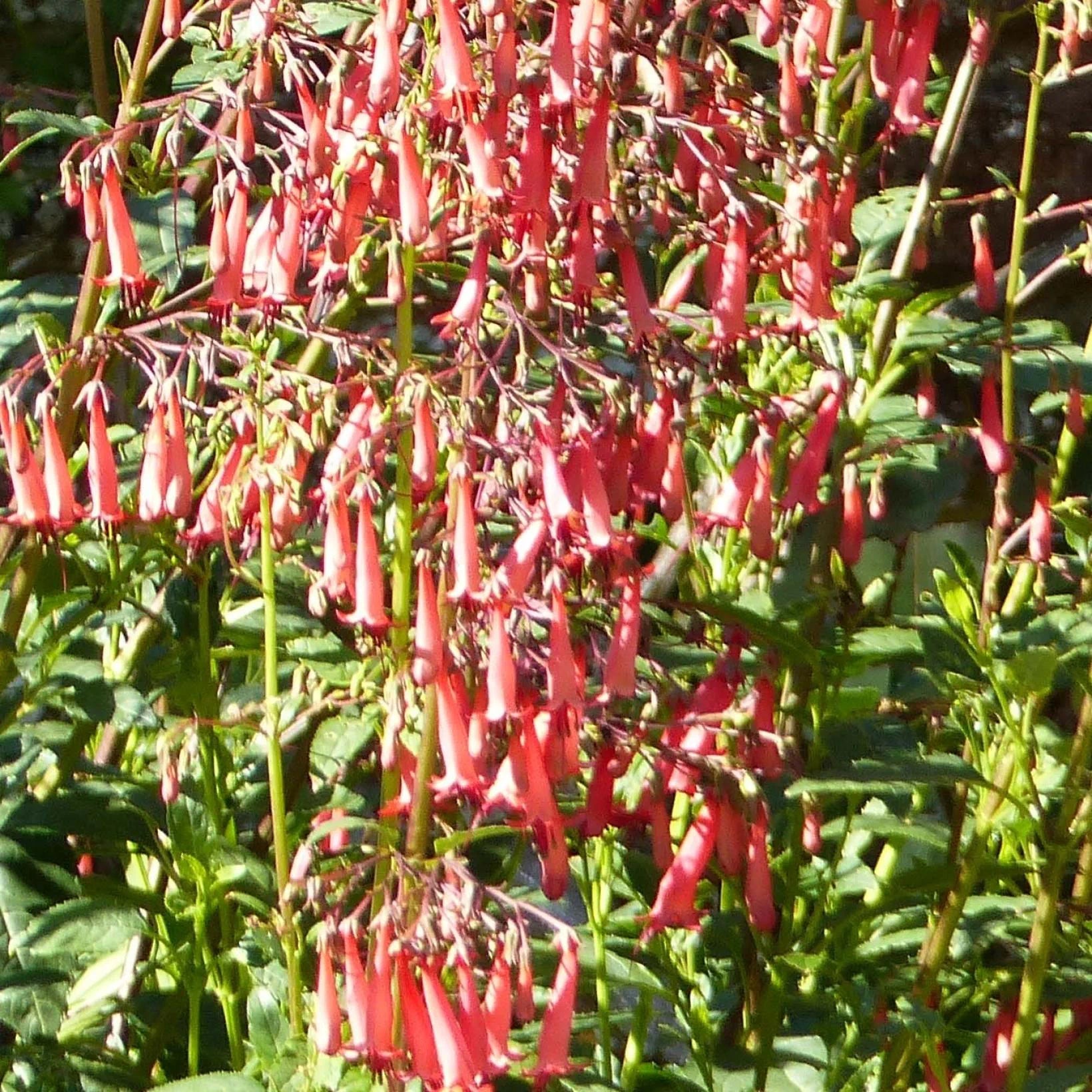 Phygelius x Rectus African Queen - Fuchsia du Cap - Volume 3L / 20-30cm