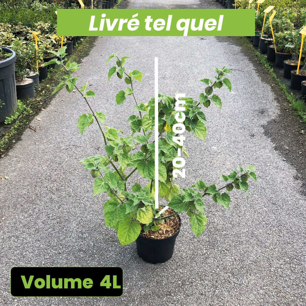 Physalis Peruviana Goldvital - Coqueret du Pérou - Volume 4L / 20-40cm