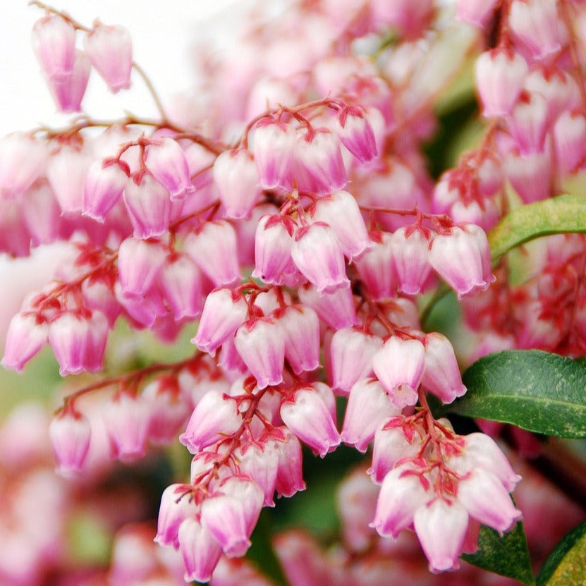 Andromeda Polifolia Blue Lagoon - Volume 3L / 15-20cm