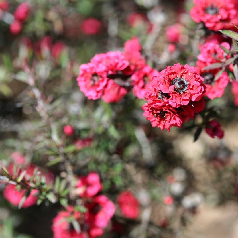 Leptospermum Scoparium Autumn Glory - Volume 3L / 40-60cm