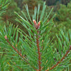 Pinus Sylvestris - Pin Sylvestre - Volume 3L / 30-40cm