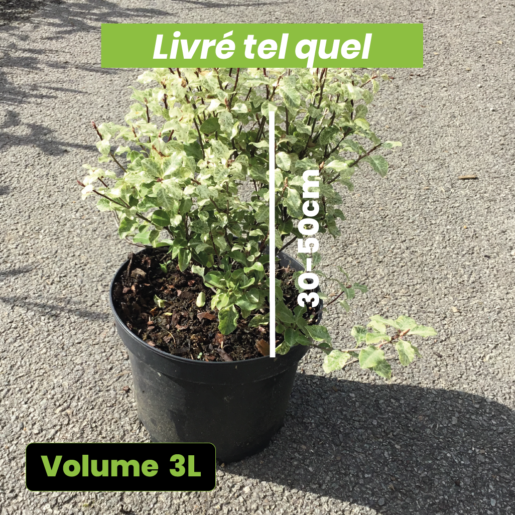 Pittosporum Tenuifolium Irene Paterson - Volume 3L / 30-50cm