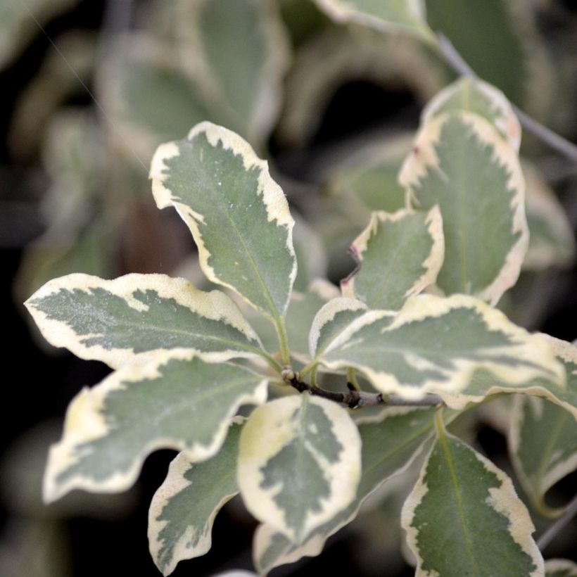 Pittosporum tenuifolium variegatum - Volume 3L / 30-50cm