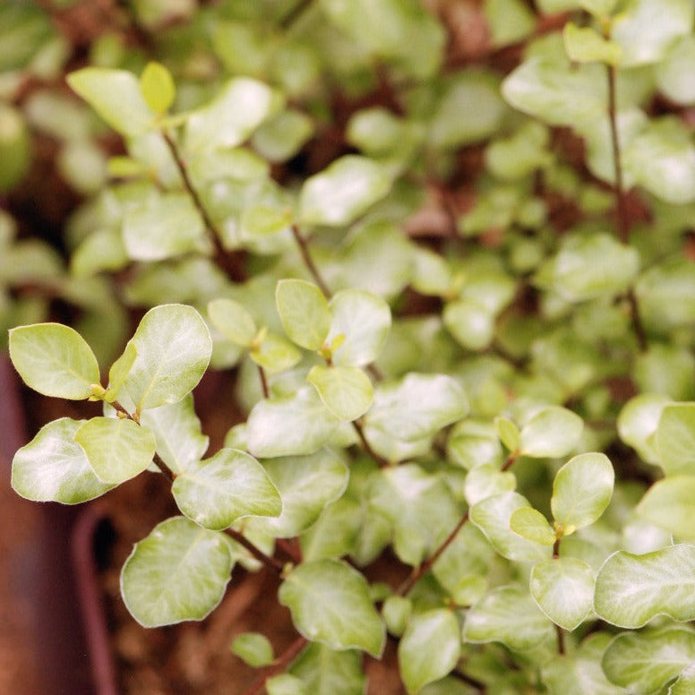 Pittosporum Tenuifolium Wrinkled Blue - Volume 3L / 30-50cm