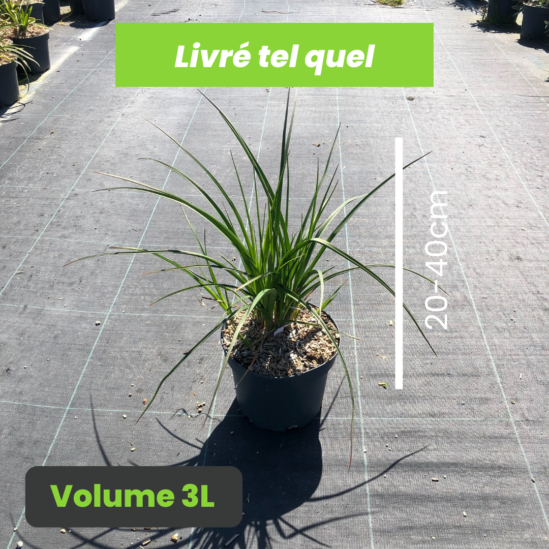 Kniphofia Poco Yellow - Tison de Satan - Volume 3L / 20-40cm