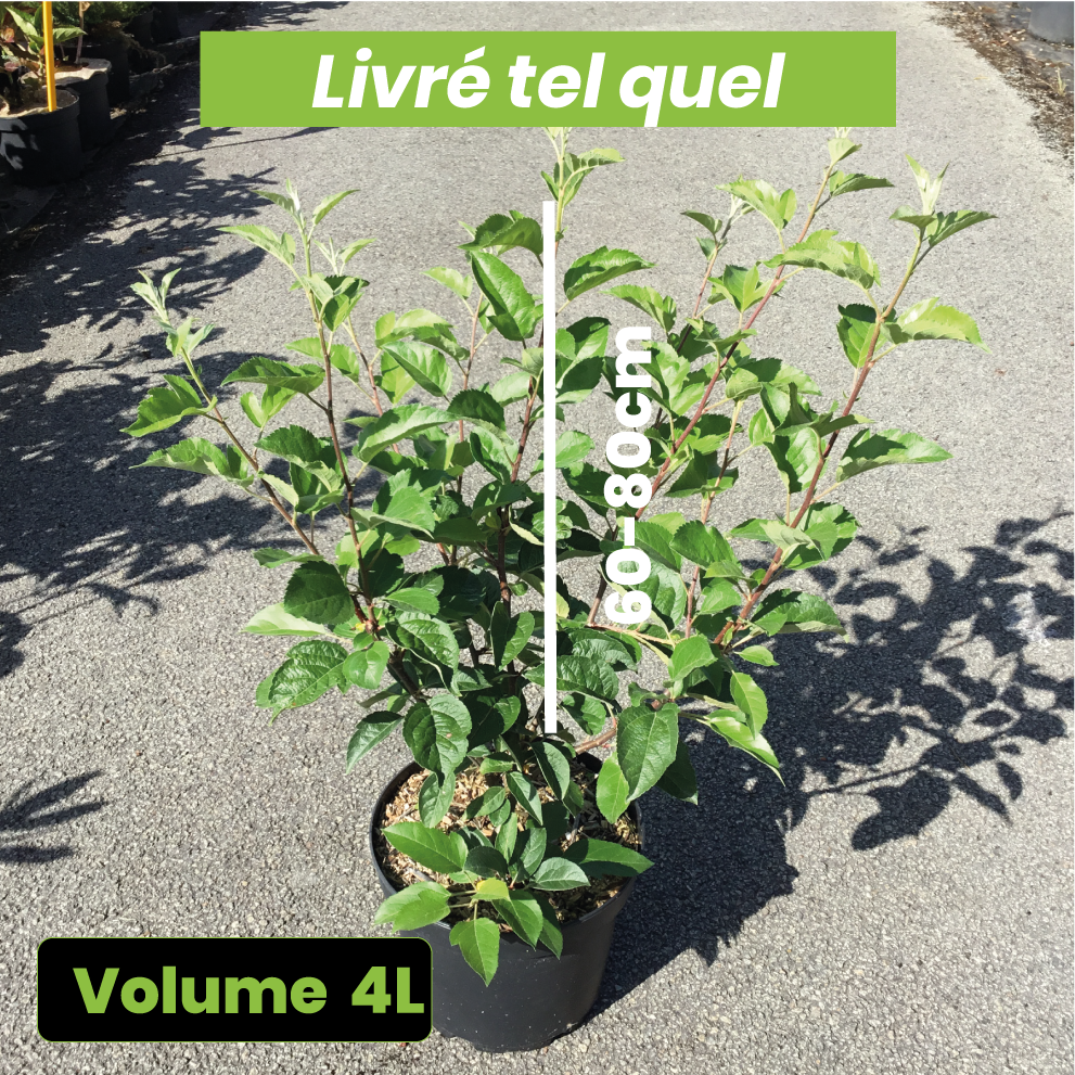 Malus x Perpetu Evereste - Pommier d'ornement - Volume 4L / 60-80cm