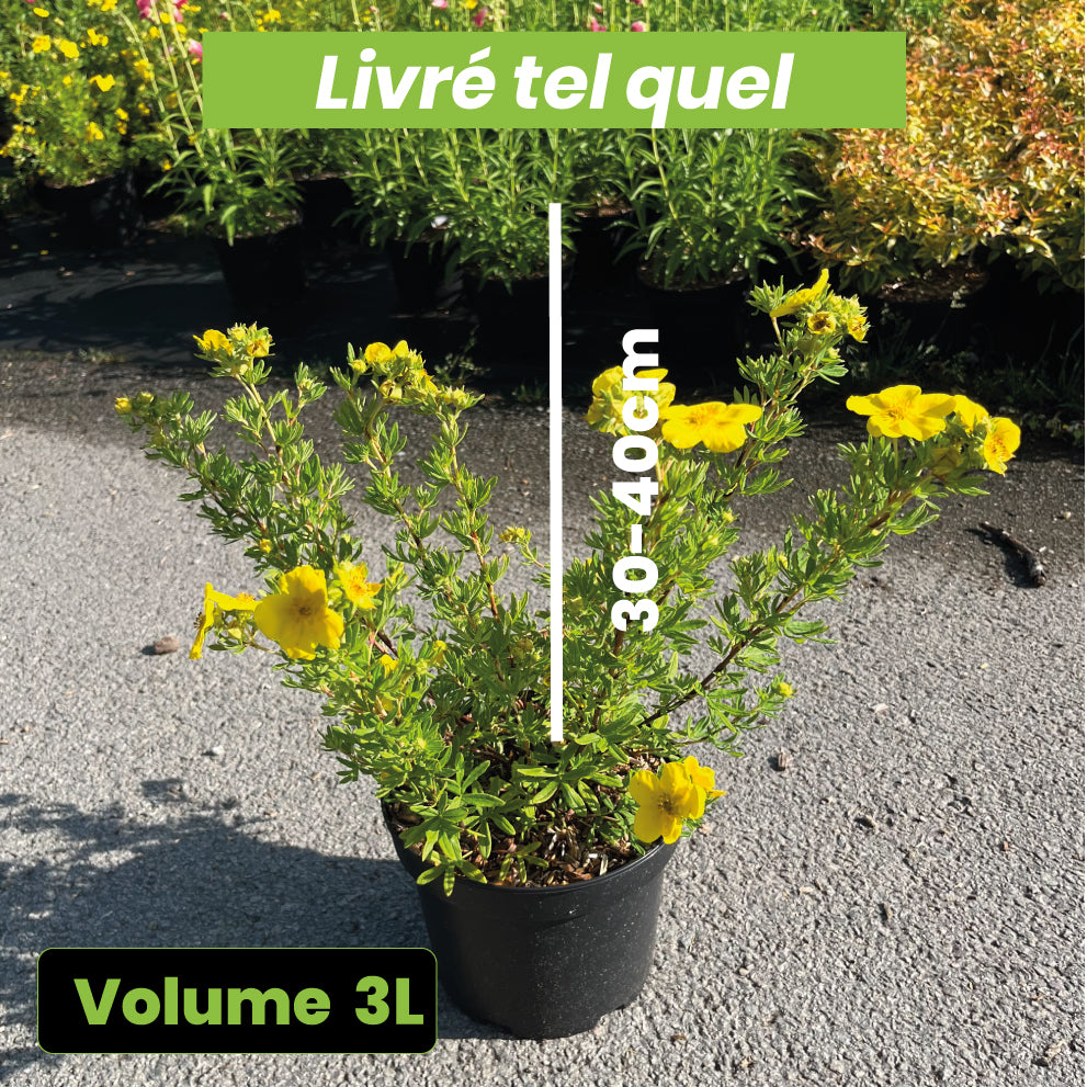 Potentilla x Goldfinger - Potentille arbustive Goldfinger - Volume 3L / 30-40cm