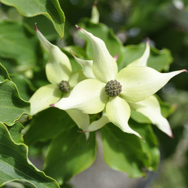 Cornus kousa Big Apple - Volume 4L / 30-50cm